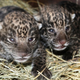 Illustration for article titled The World Gets Cuter: Jaguar Edition